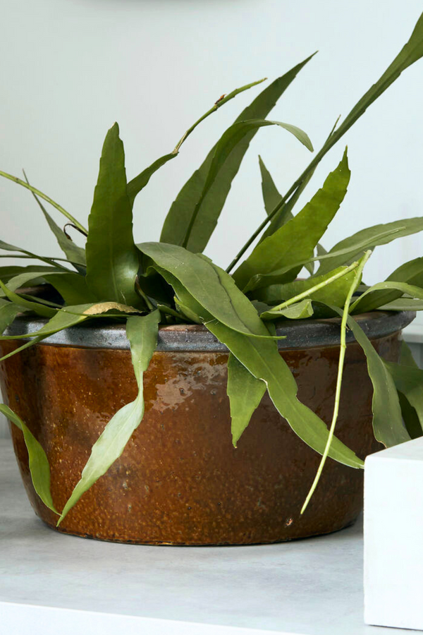 Mustard Low Glazed Planter - Large